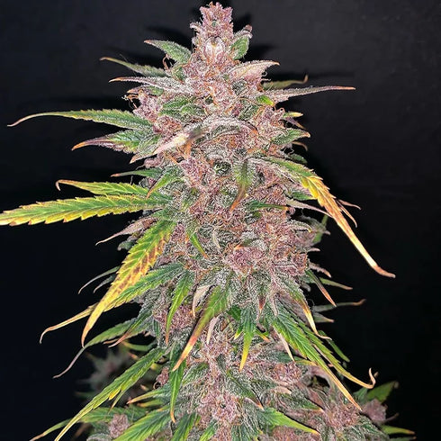 Top Shelf Elite Seeds - Auto Blueberry Sugar Pine